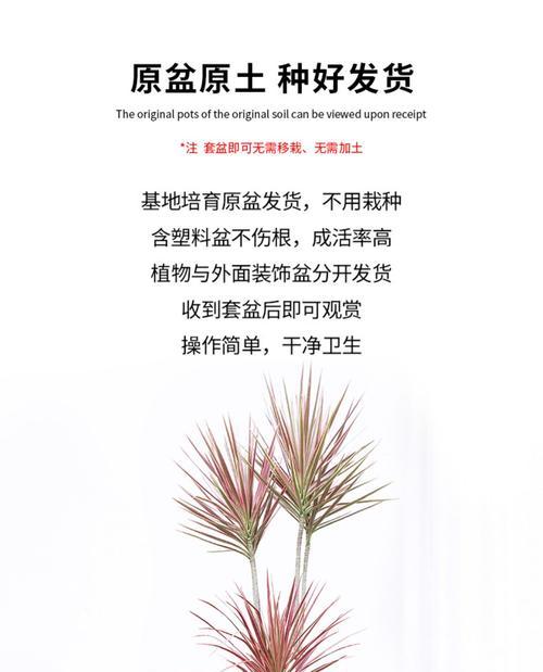 家庭种植龙血树的养护技巧（让您的龙血树健康生长——家里养殖方法分享）