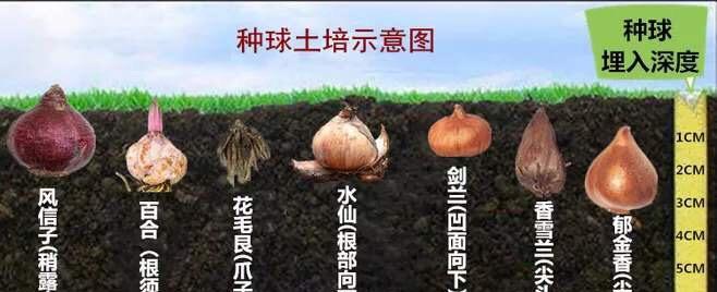 如何保存和种植龙牙百合种球（种球保存方法与最佳种植时间及“龙牙百合”）