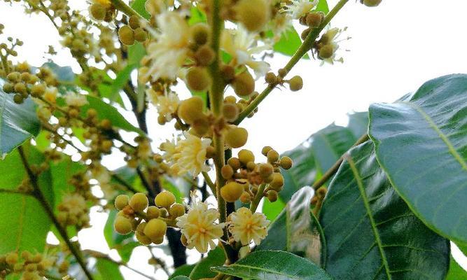 探秘龙眼的花果生长过程（从开花到结果）