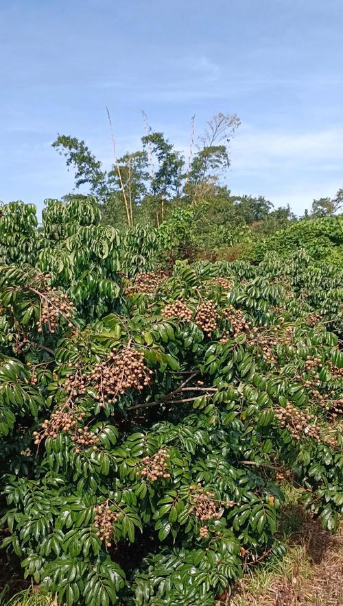 龙眼种植全攻略（掌握种植季节）