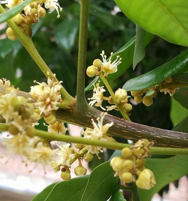 龙眼开花时间详解（揭秘龙眼花期）