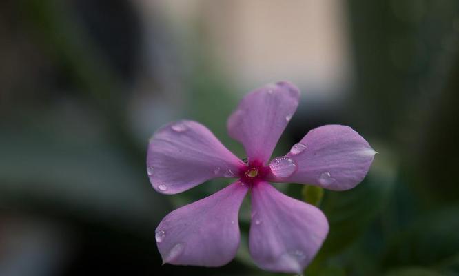 长春花花语（以长春花为引）