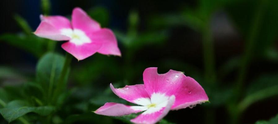 长春花花语（以长春花为引）