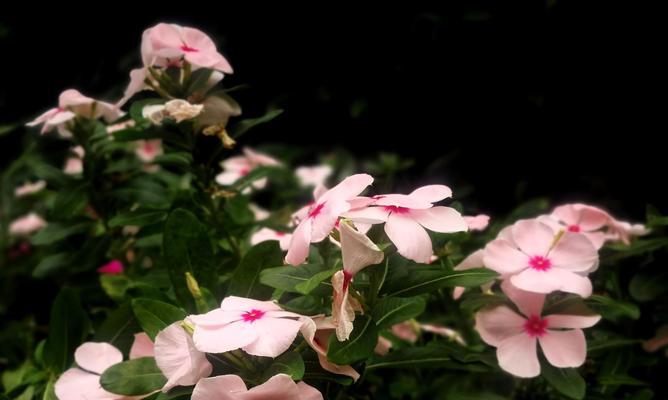 长春花花语（以长春花为引）