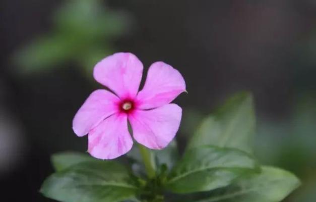 长春花花语的深意（揭开长春花的花语之谜）