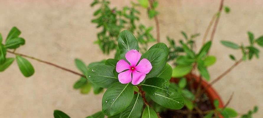 长春花（长春花的花语及寓意）