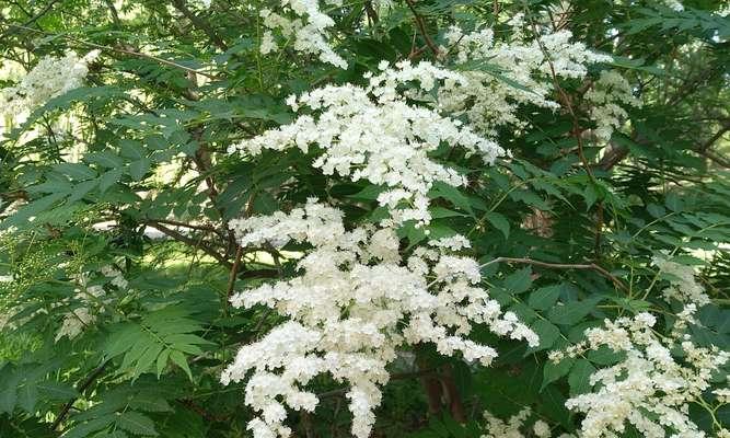 珍珠梅花，美丽的象征（探寻珍珠梅花背后的寓意与象征）