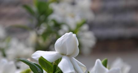 栀子花的花语与寓意（探索栀子花的秘密）