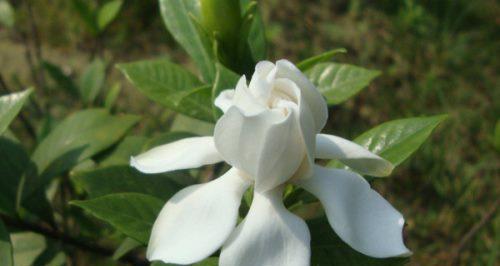 栀子花花语及寓意（栀子花的美丽与象征）