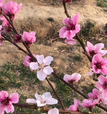 竹夹桃花的花语及意义（揭示竹夹桃花的花语之美）