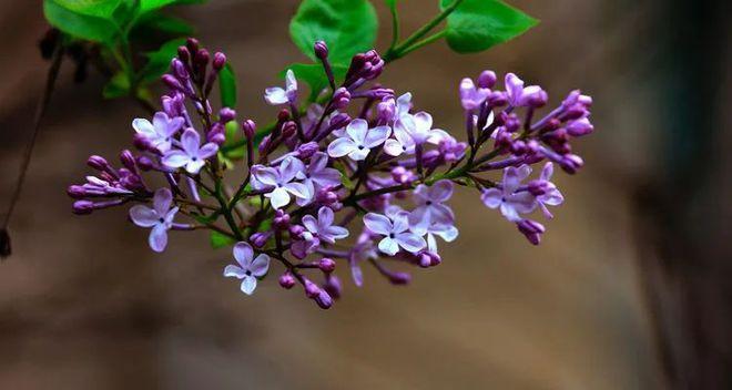 紫丁香花语（紫丁香花语的深刻内涵及传达方式）