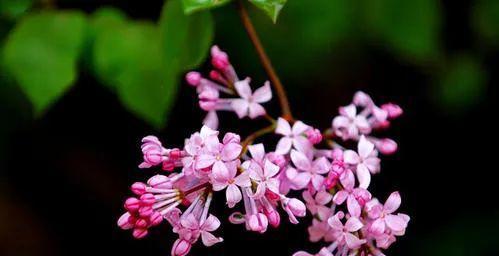 紫丁香花语（紫丁香花语的深刻内涵及传达方式）