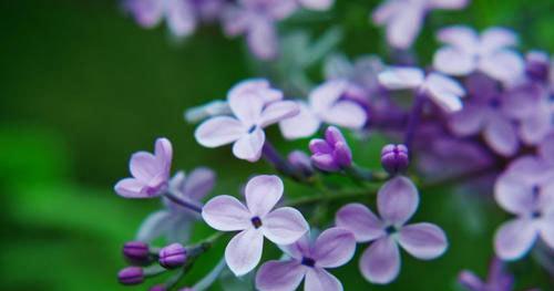 紫丁香花语（紫丁香花语的深刻内涵及传达方式）