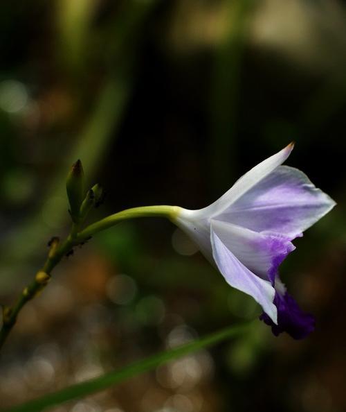 紫萼的花语与文化背景（探究紫萼花的含义与文化象征）