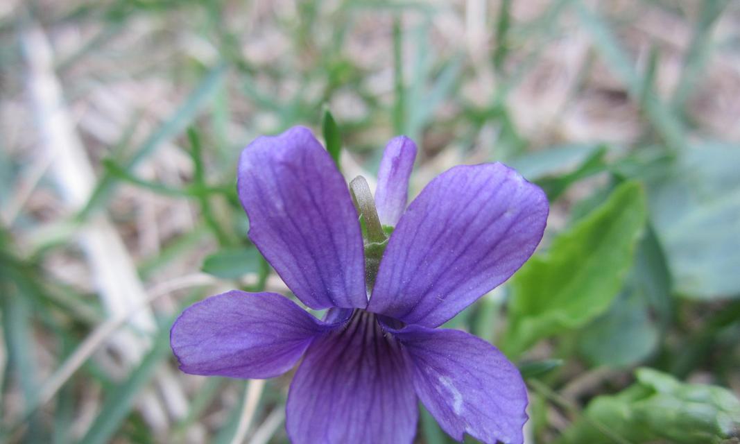 紫花地丁花的花语及寓意（探秘紫花地丁花的15个隐含寓意）