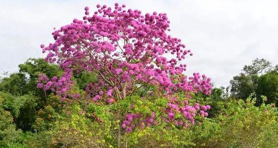 紫花风铃木的花语与意义（探寻紫花风铃木的神秘之处）