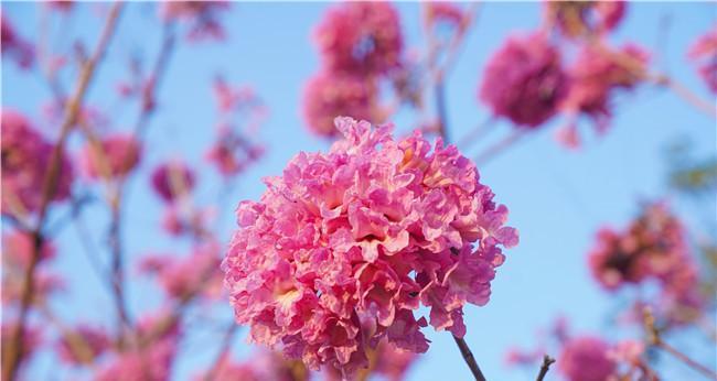 紫花风铃木的花语与意义（探寻紫花风铃木的神秘之处）