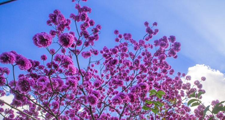 紫花风铃木的花语与意义（探寻紫花风铃木的神秘之处）