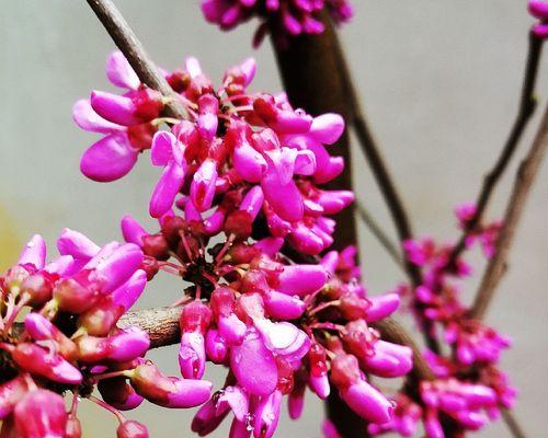 紫堇花的花语及其象征意义（揭示紫堇花的神秘花语）