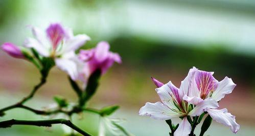 紫荆花——美丽寓意的花朵（探寻紫荆花的花语与象征意义）