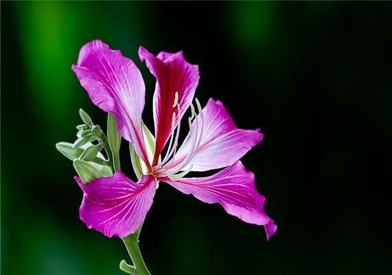 紫荆花的花语与意义（探寻紫荆花的内涵）