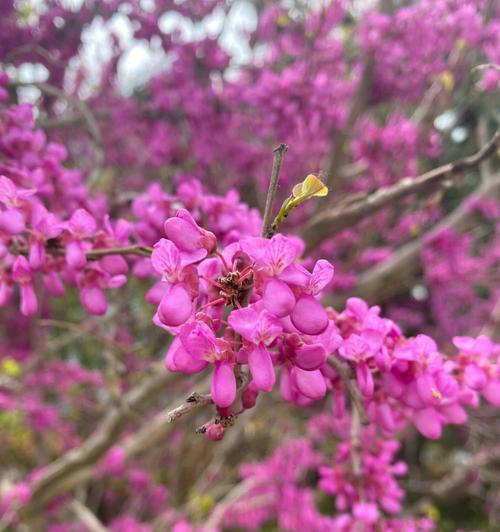 紫荆花的传说与花语（探寻紫荆花的由来和象征意义）