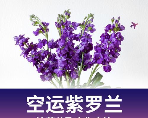 紫罗兰花语的意义及适合送给的人群（传递真挚祝福的紫罗兰花）