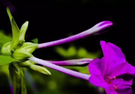 紫茉莉花语的含义及其象征意义（解读紫茉莉花语茉莉花的奇妙魅力）