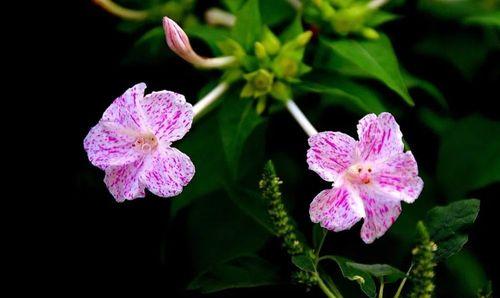 紫茉莉花语的含义及其象征意义（解读紫茉莉花语茉莉花的奇妙魅力）