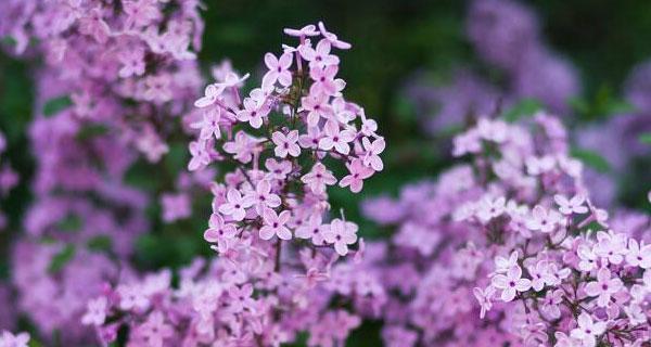 紫色丁香花语（探索紫色丁香花的神奇魅力）