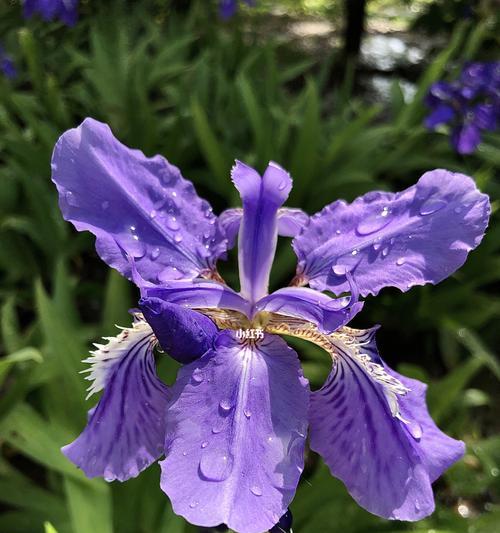 紫色鸢尾花花语-寓意与象征（探寻紫色鸢尾花的深意与文化内涵）