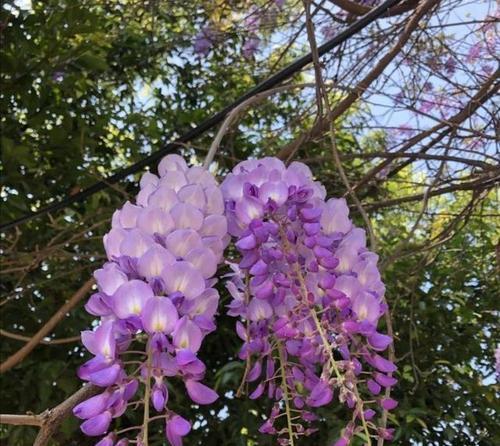 紫藤花的花语与寓意（探索紫藤花的花语）