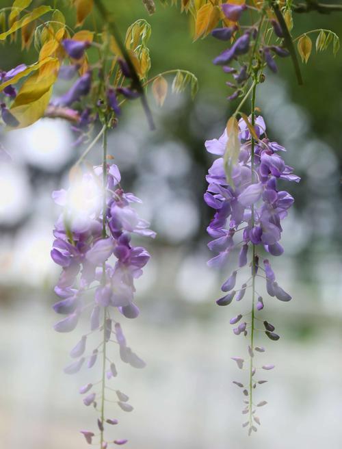 紫藤花的花语与寓意（探索紫藤花的花语）