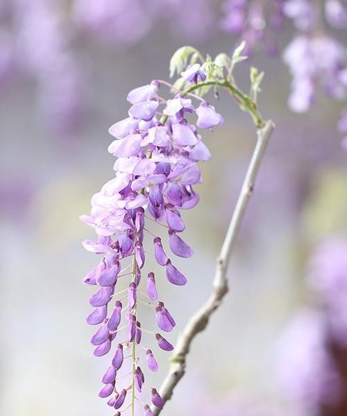 紫藤花的花语与寓意（探秘紫藤花的意义与象征）