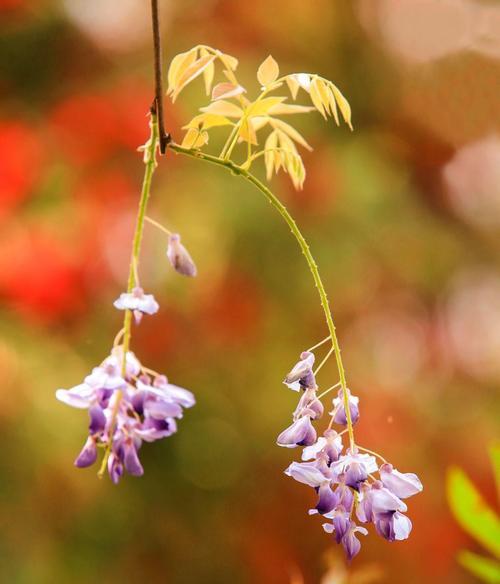 紫藤花的花语与寓意（探秘紫藤花的意义与象征）