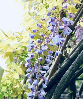 紫藤花的花语与传说（传承千年的美丽寓意）