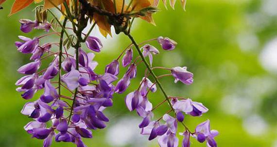 紫藤花的花语与含义（探寻紫藤花的美丽与神秘）