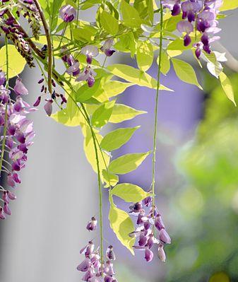 紫藤花的寓意与传说（探索紫藤花的花语与文化内涵）