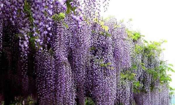 紫藤花的寓意与传说（探索紫藤花的花语与文化内涵）