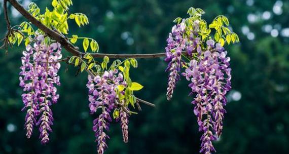 紫藤花的花语与传说（传承千年的紫藤花）