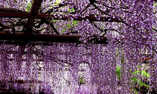 紫藤萝的花语与意义（解读紫藤萝的独特花语）