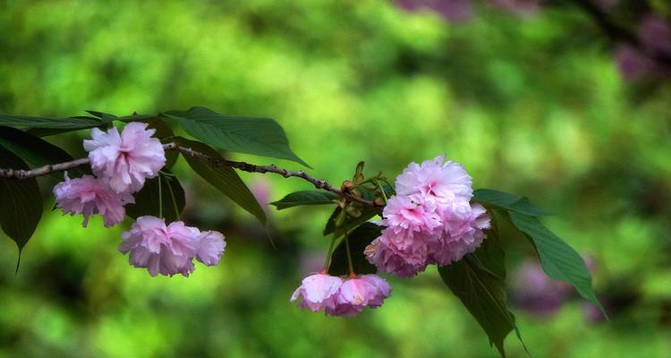 缘起花海，倾诉花语（探寻花海中的深情秘密）