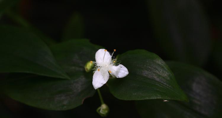 白花紫露草的花语及其象征意义（探寻白花紫露草所传达的感情和心灵之语）