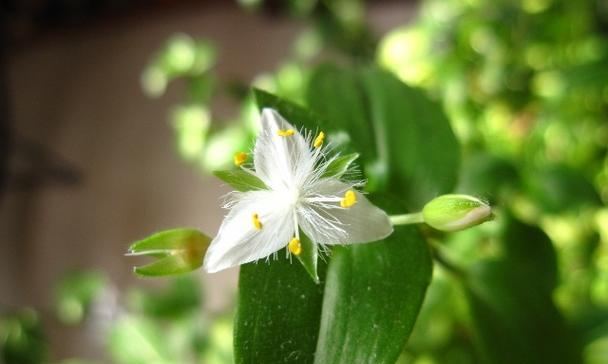 白花紫露草的花语及其象征意义（探寻白花紫露草所传达的感情和心灵之语）