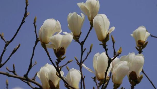 白兰花的花语及其象征意义（探索白兰花的花语）