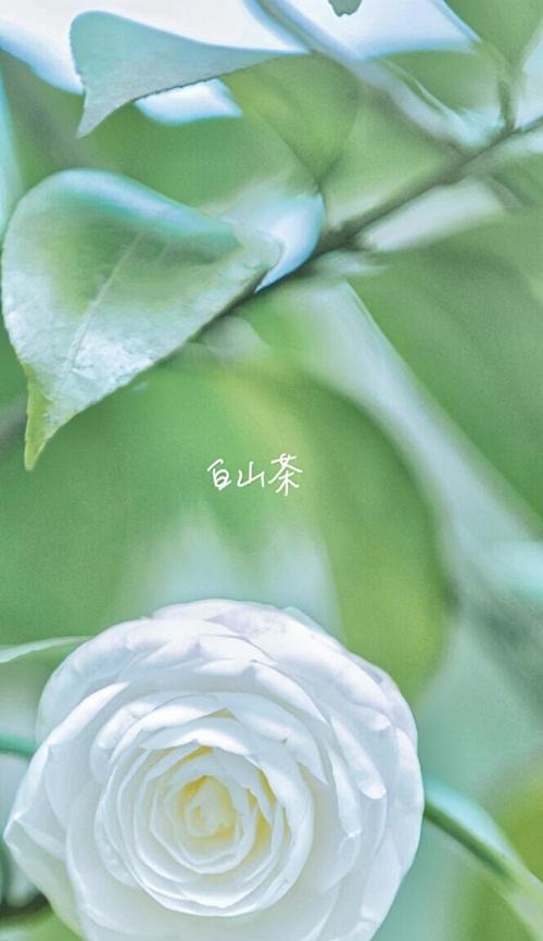 白山茶的花语（以茶会友）