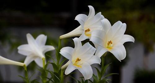 以月季玫瑰百合的花语——爱与美的结合（传递幸福的鲜花语言）