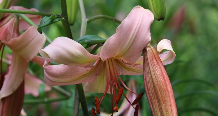 白百合花的象征意义与寓意（探究白百合花的神秘与美丽）