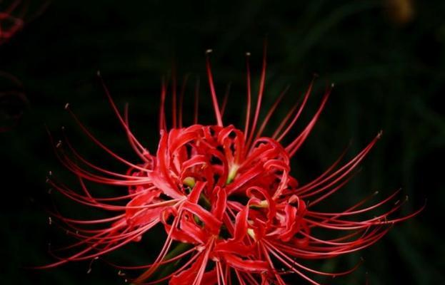 彼岸花的花语——坚强、重生与希望（探寻彼岸花所蕴含的意义和象征）