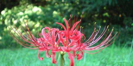 彼岸花的花语——坚强、重生与希望（探寻彼岸花所蕴含的意义和象征）